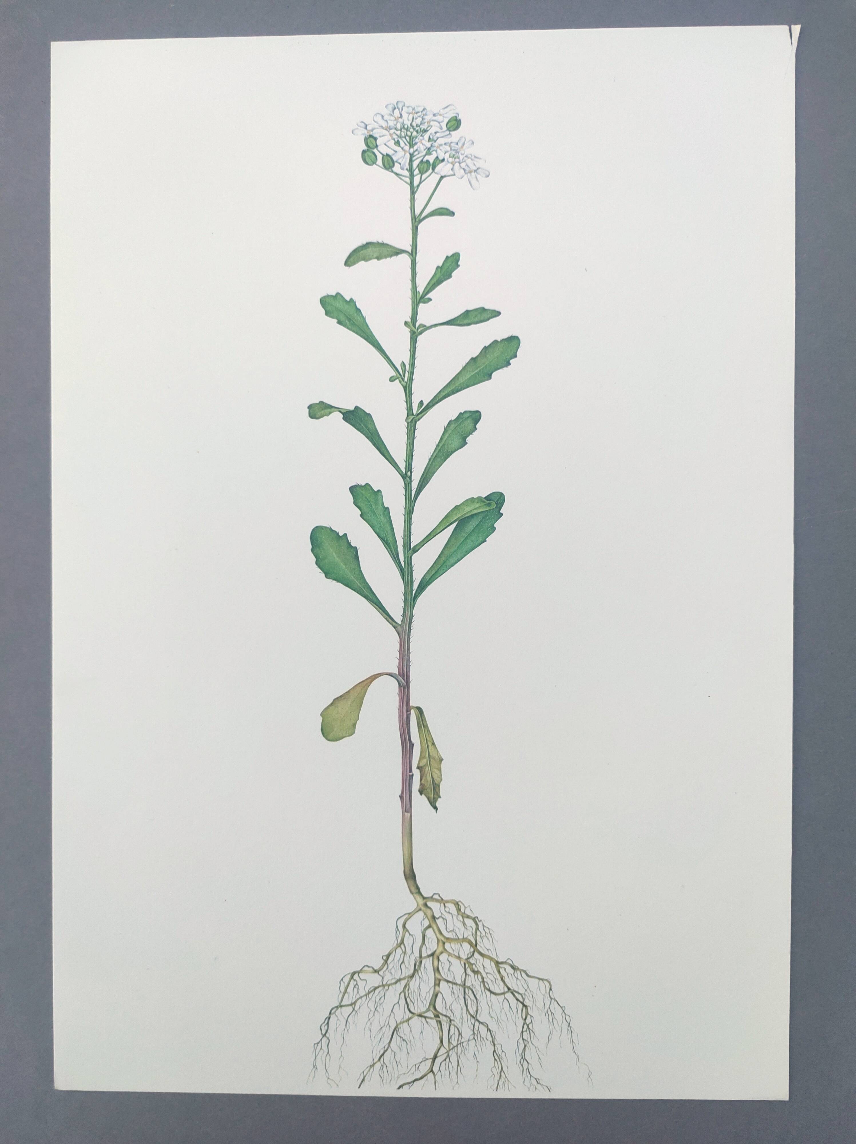 Vintage botanical plate from 1978 - Bitter Iberis - Wild plant illustration