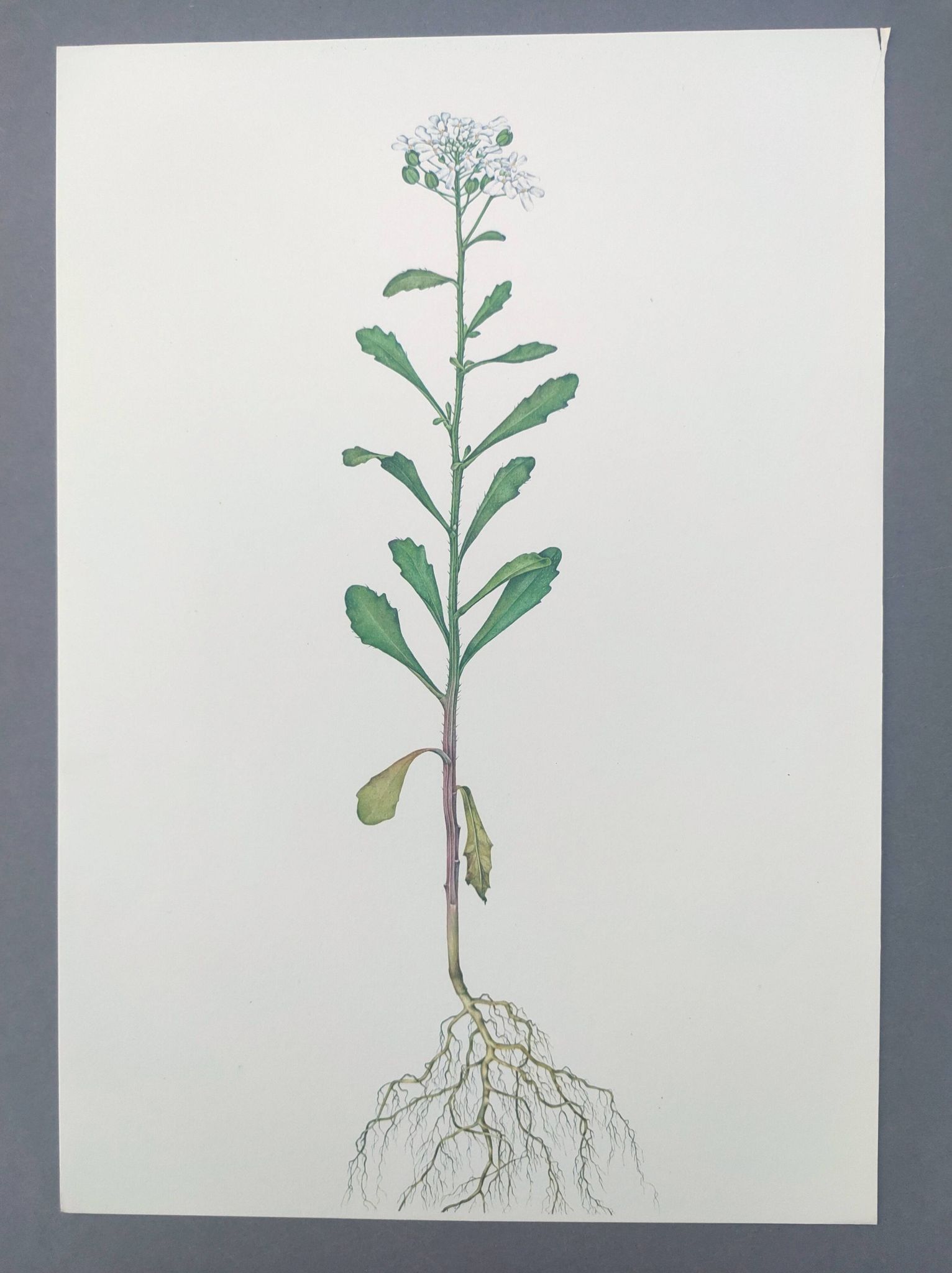 Vintage botanical plate from 1978 - Bitter Iberis - Wild plant illustration