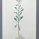 Vintage botanical plate from 1978 - Bitter Iberis - Wild plant illustration