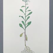 Vintage botanical plate from 1978 - Bitter Iberis - Wild plant illustration