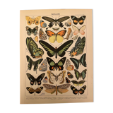 Lithograph engraving exotic butterflies from 1897