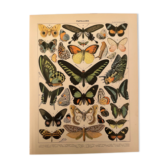 Lithograph engraving exotic butterflies from 1897