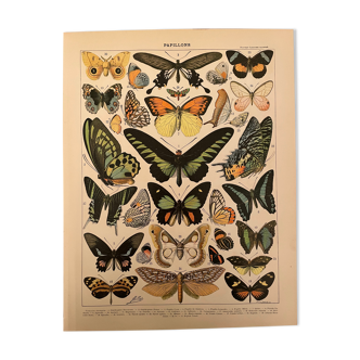 Lithographie gravure papillons exotiques de 1897