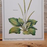 Botanical plate Grand Plantain