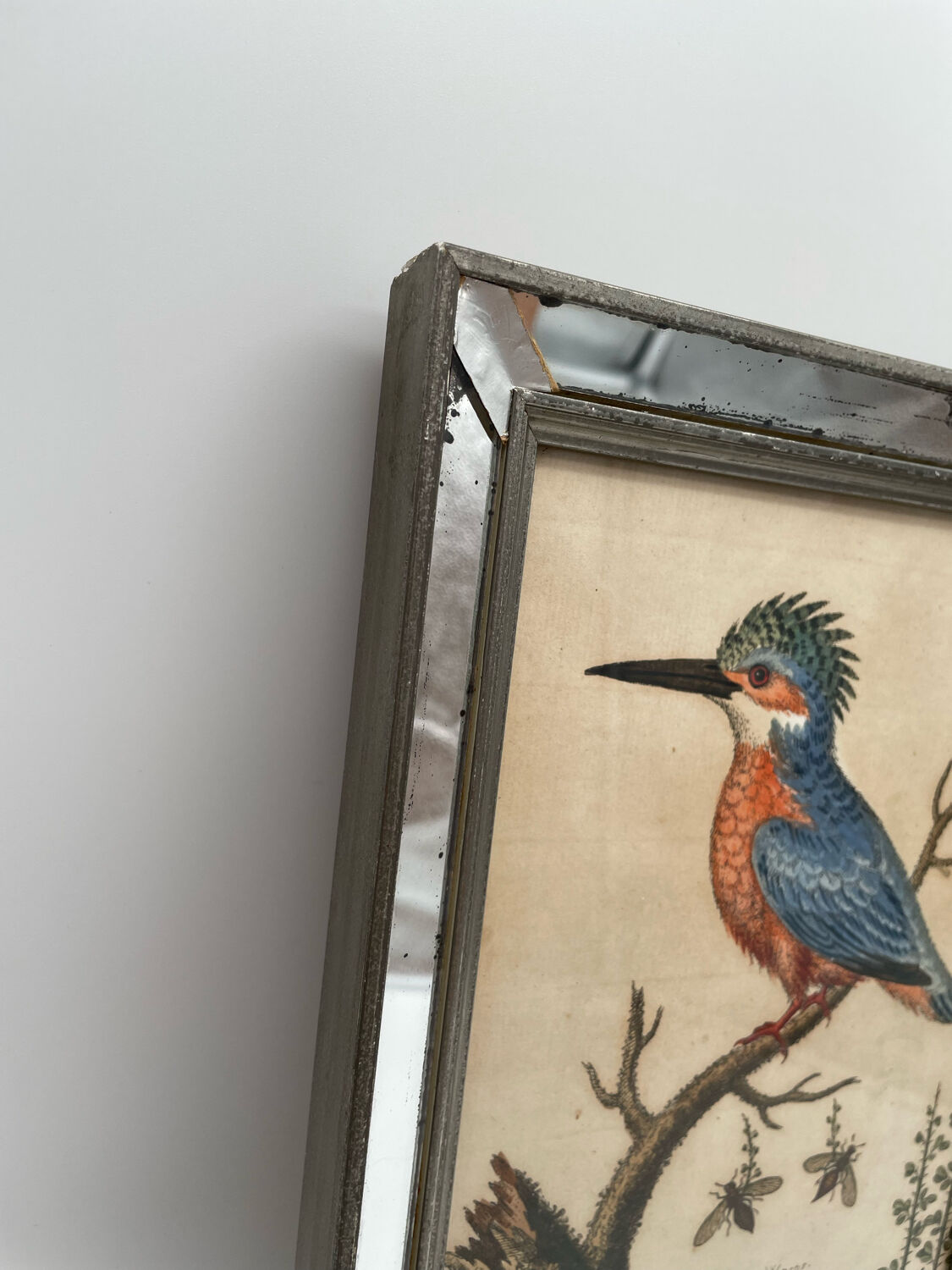 Antique engraving of bird naturalist, by Georges Edwards.