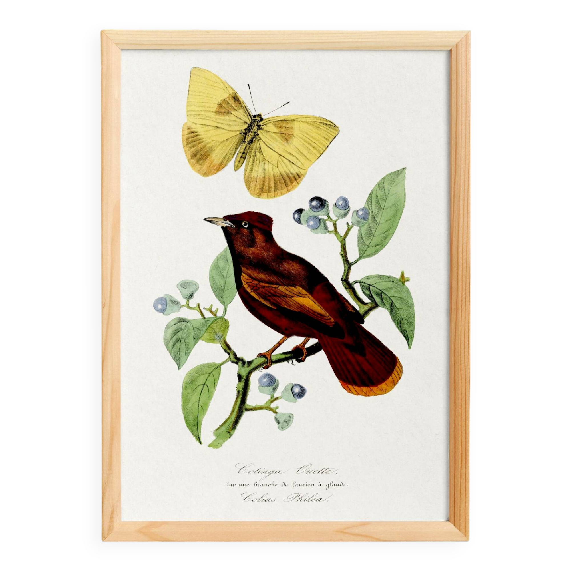 Poster on "Hummingbird and butterfly", after an old engraving from 1842.