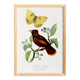 Poster on "Hummingbird and butterfly", after an old engraving from 1842.