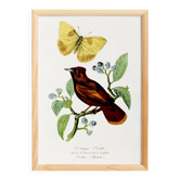Affiche sur "Colibri et papillon", d'après une gravure ancienne de 1842.