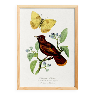 Poster on "Hummingbird and butterfly", after an old engraving from 1842.
