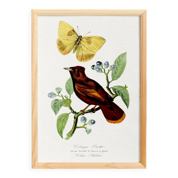 Poster on "Hummingbird and butterfly", after an old engraving from 1842.