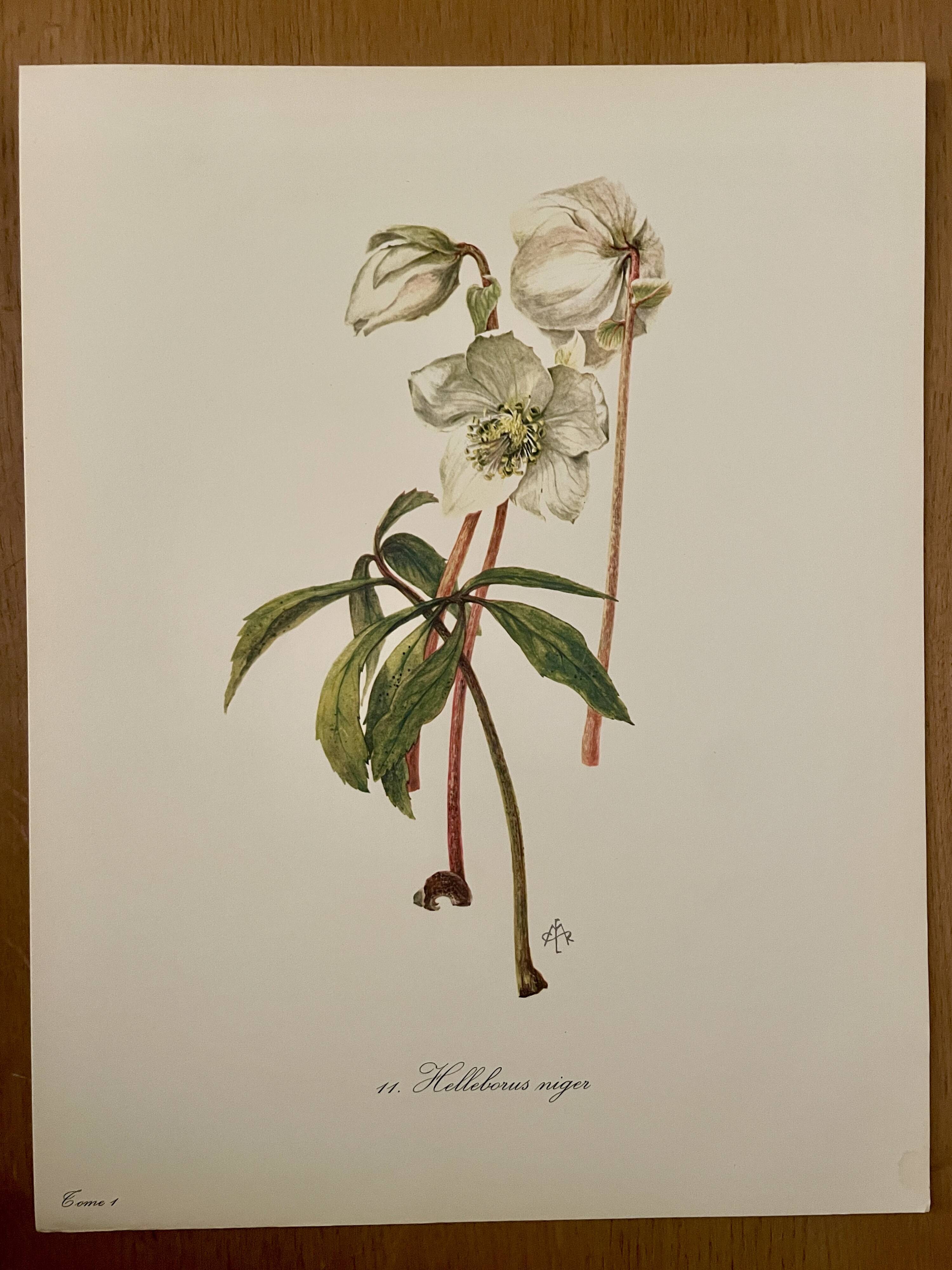 Illustrated board on Christmas roses - 1960