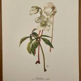 Illustrated board on Christmas roses - 1960