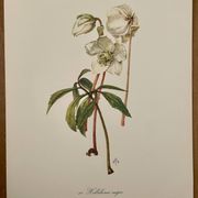 Planche illustrée sur les roses de Noël - 1960