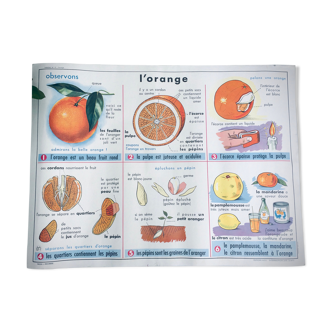 Affiche scolaire recto/verso l'orange et le verre