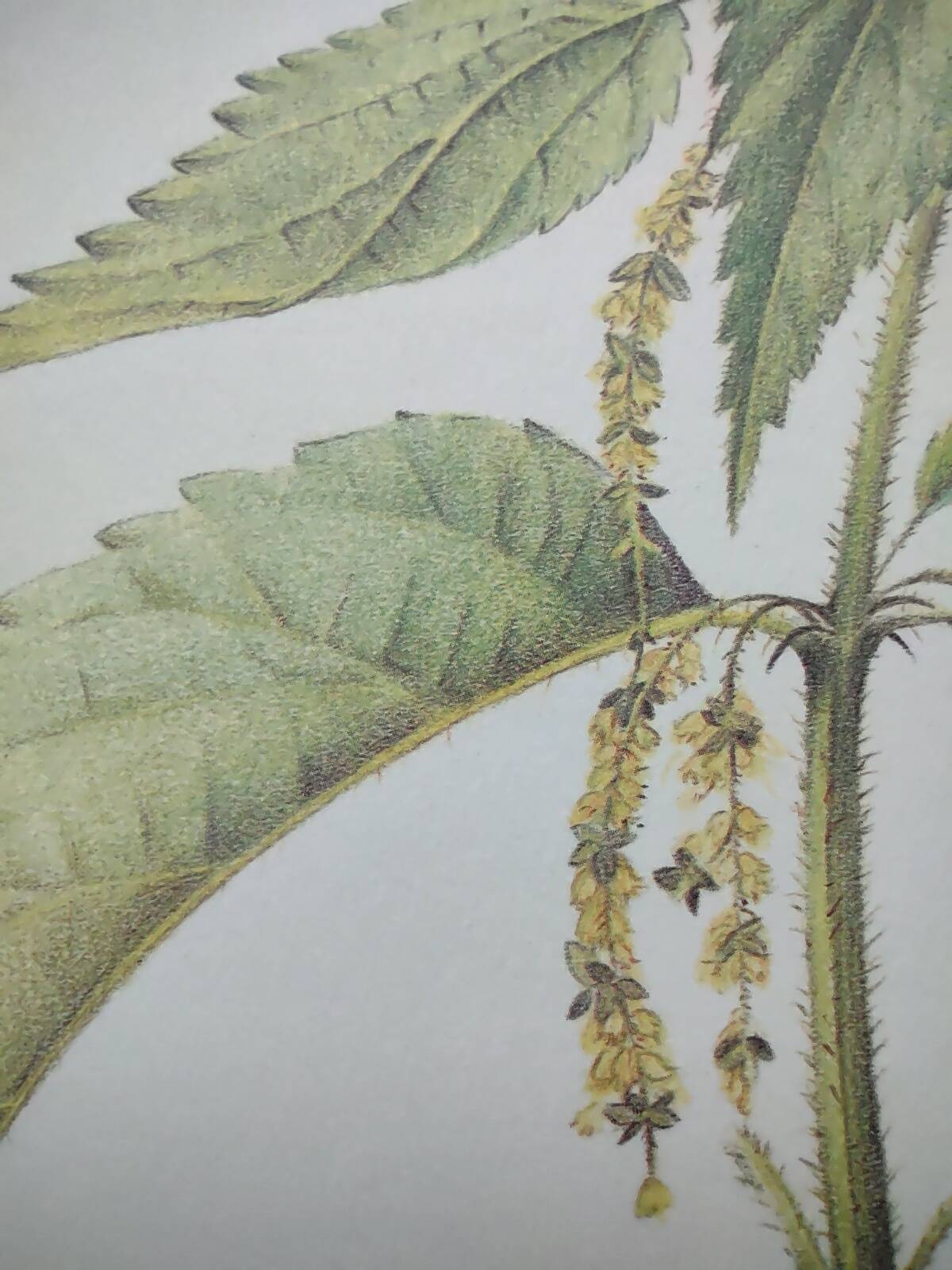 Botanical illustration -Great Nettle- Engraving of medicinal plants and herbs. Pastels by C. Michaut