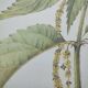 Botanical illustration -Great Nettle- Engraving of medicinal plants and herbs. Pastels by C. Michaut