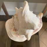 Shell horned helmet 25 cm
