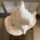 Shell horned helmet 25 cm