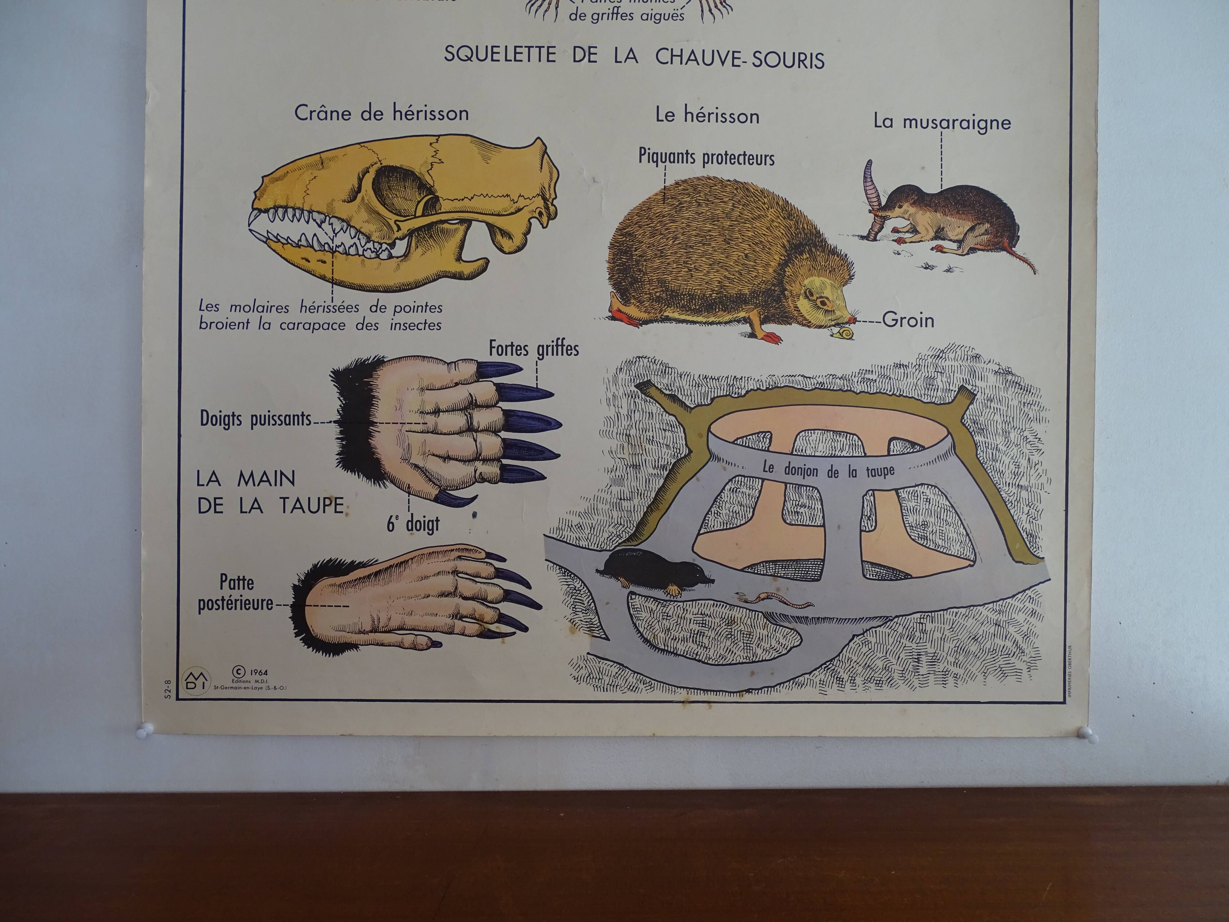 School poster on both sides anatomy insectivores and rabbit. MDI.1964
