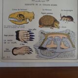 School poster on both sides anatomy insectivores and rabbit. MDI.1964
