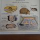 School poster on both sides anatomy insectivores and rabbit. MDI.1964