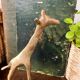 Girafe en laiton