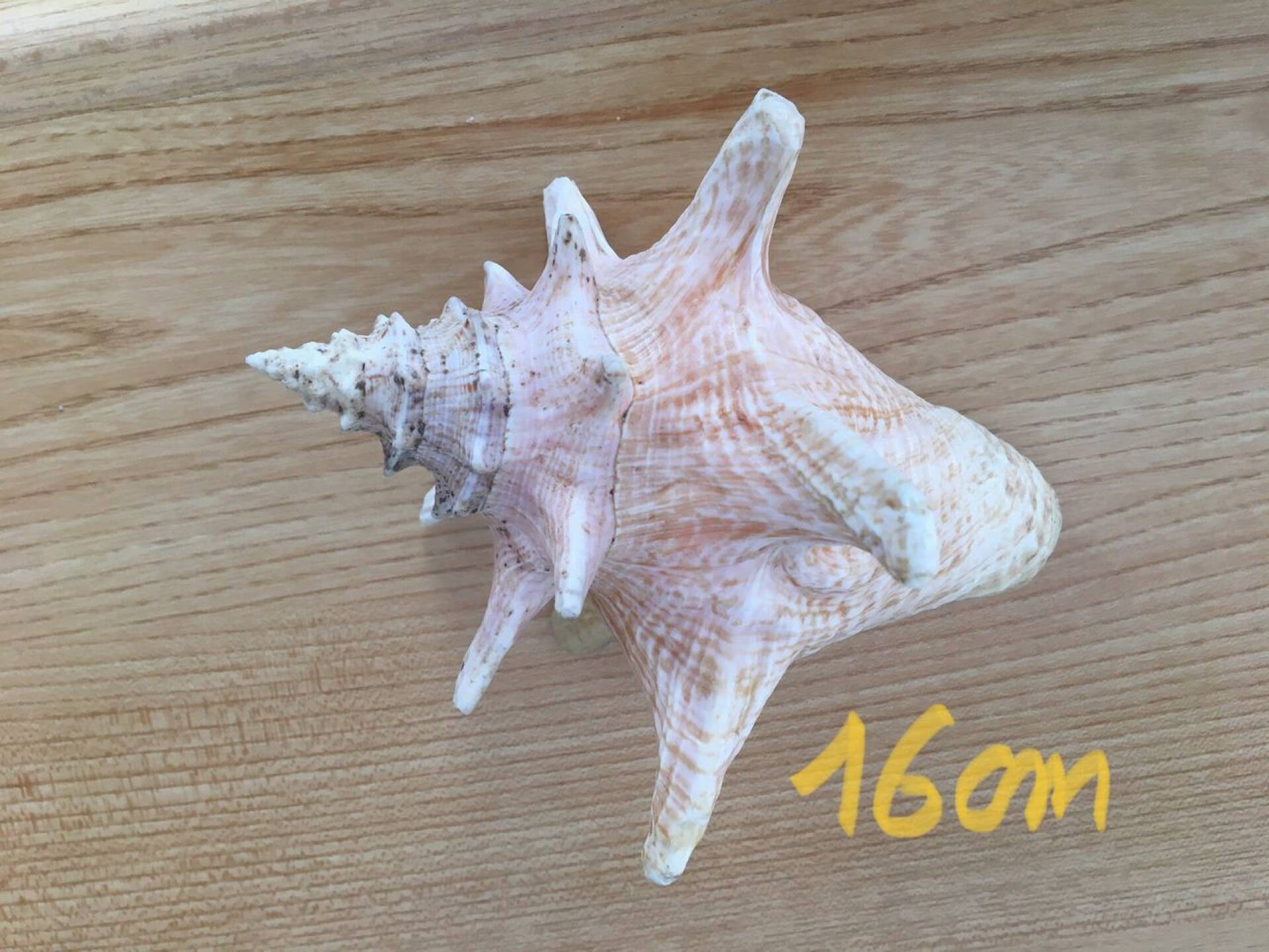 Shell