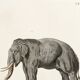 Poster on "Asian Elephant", after an old engraving from 1774.