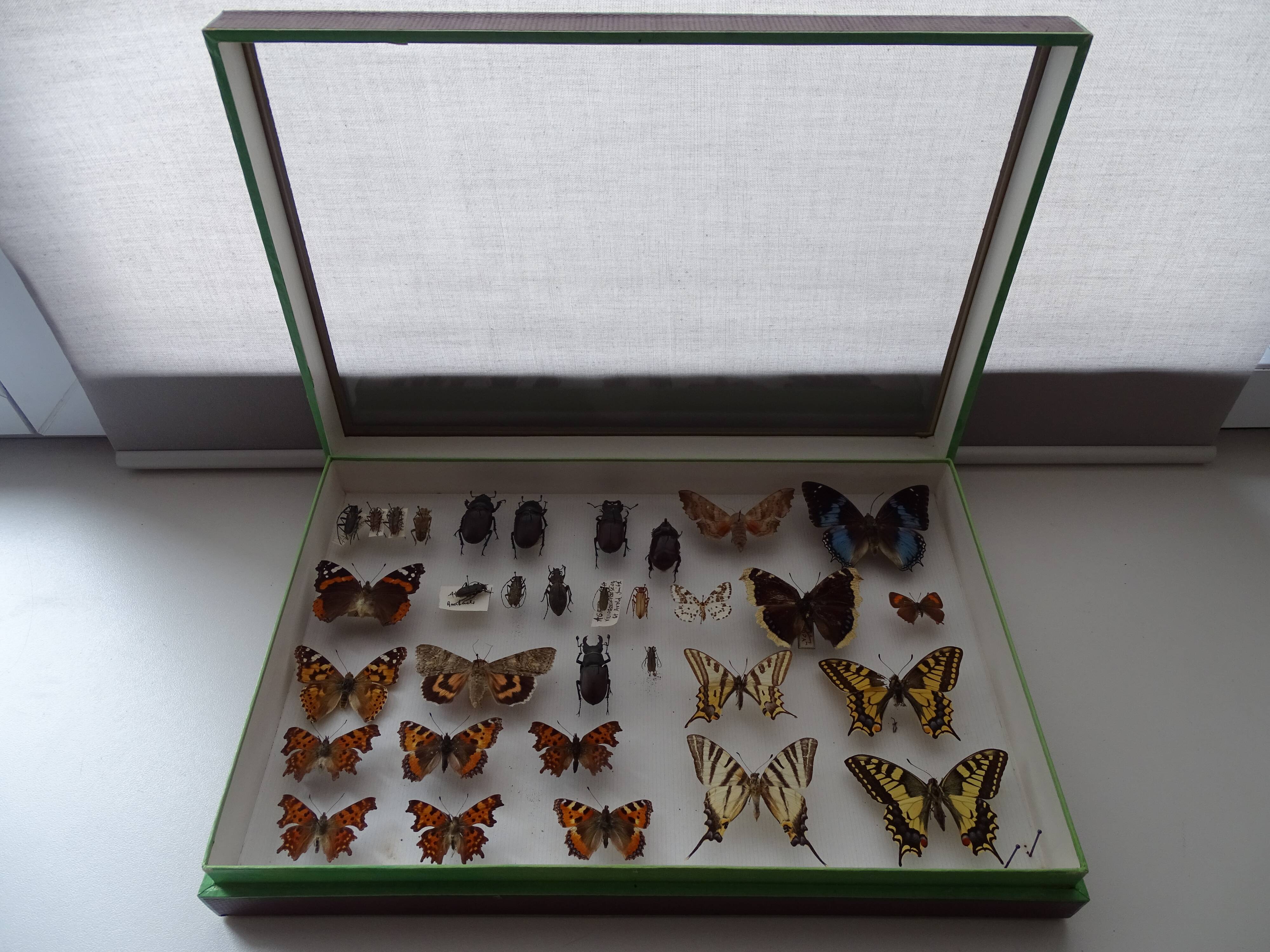Ancient butterflies and stuffed insects under frame 1930s