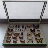 Ancient butterflies and stuffed insects under frame 1930s