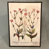 Old framed botanical board