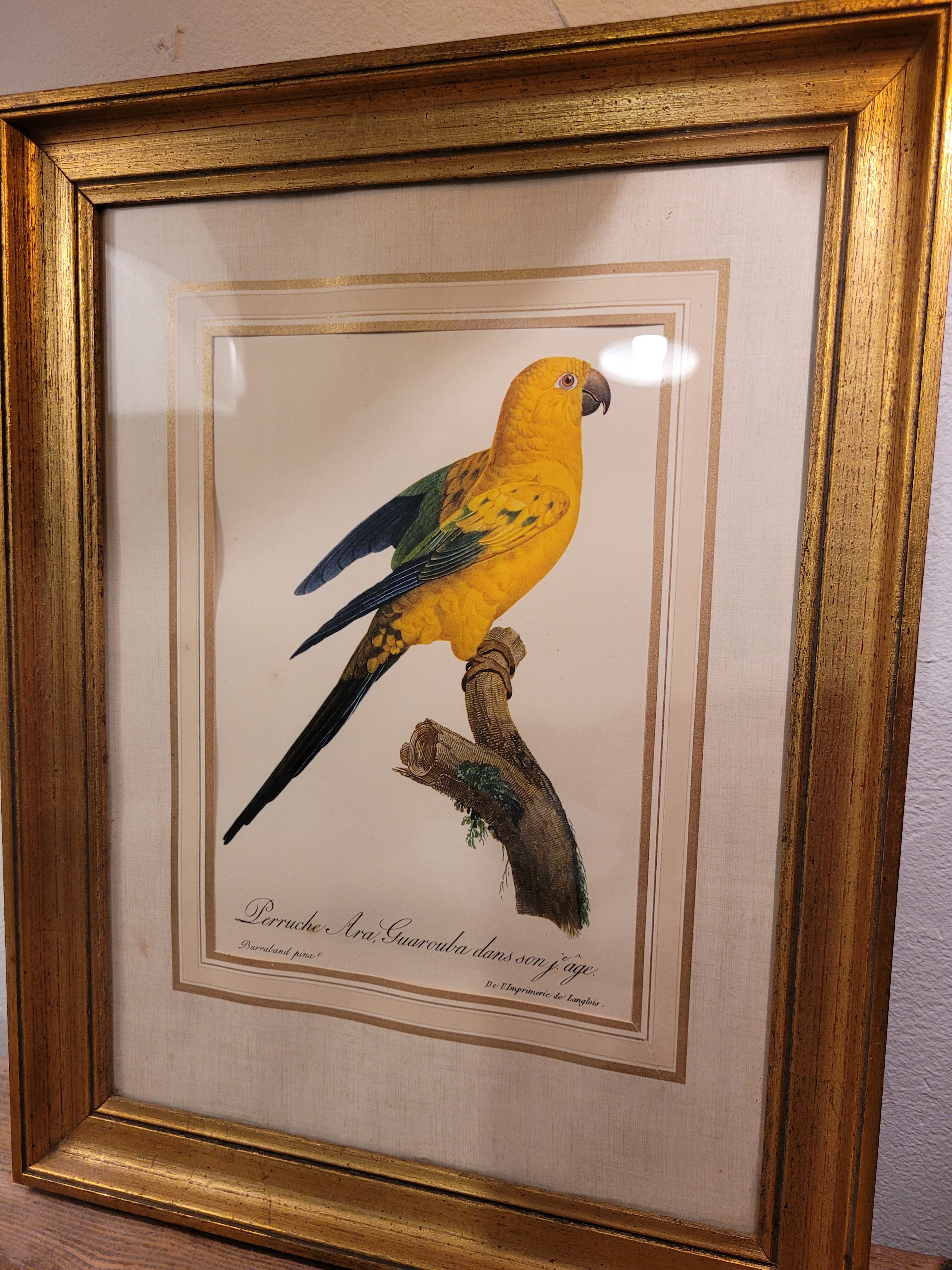 Yellow Macaw engraving