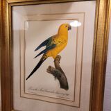 Yellow Macaw engraving