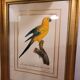 Gravure Ara jaune