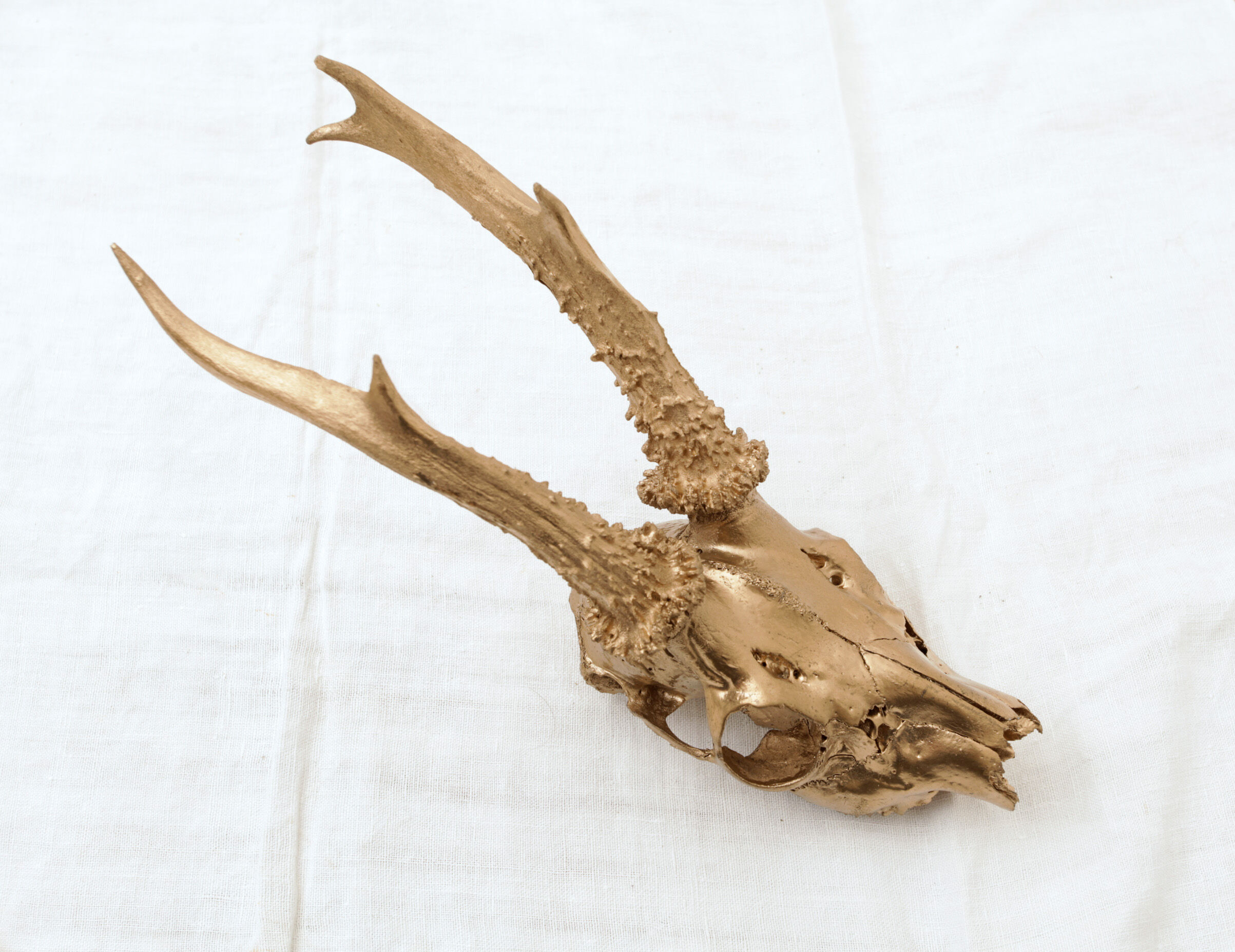 Chevreuil cornes massacre or - Taxidermie