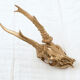 Chevreuil cornes massacre or - Taxidermie
