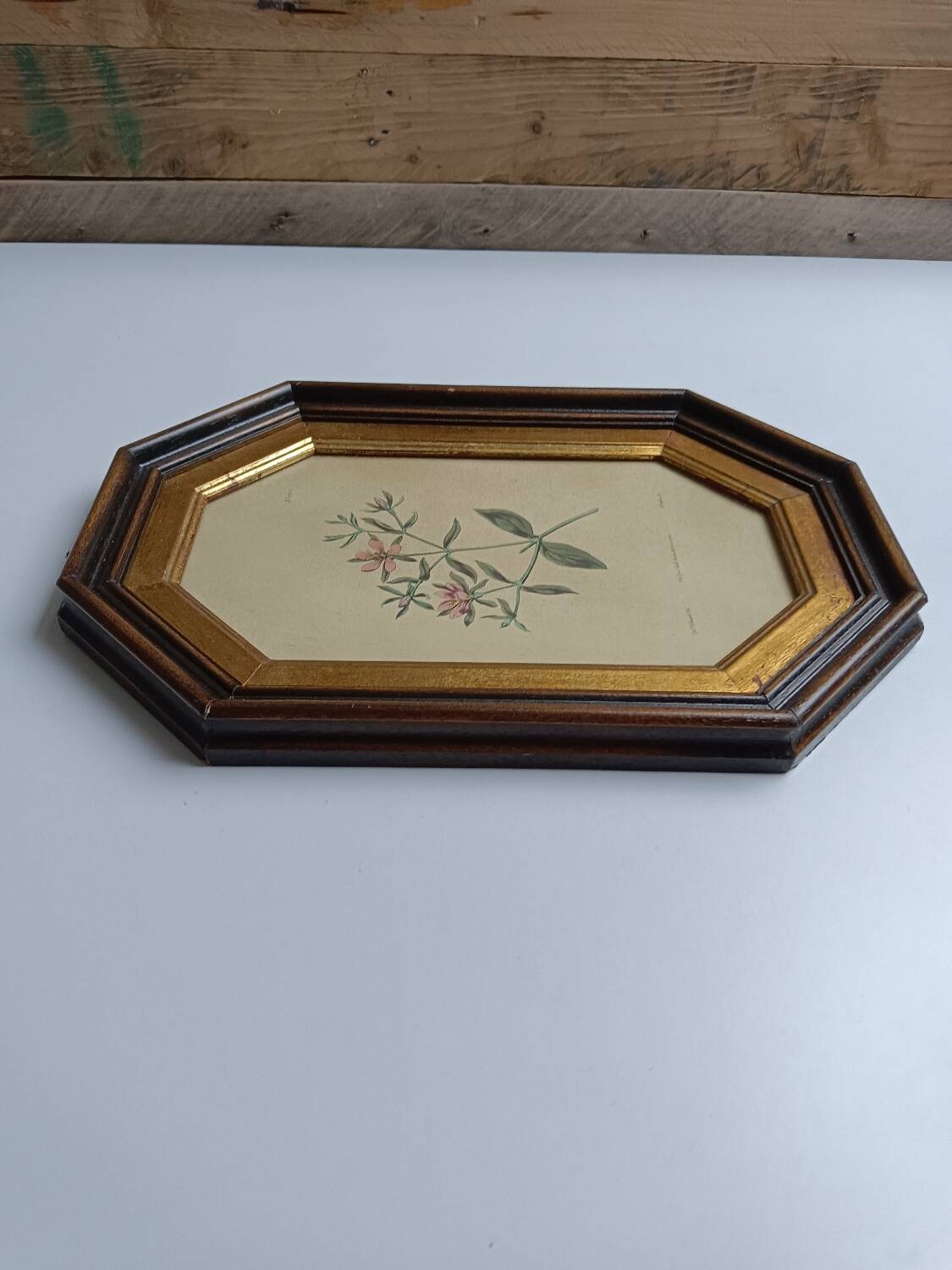 Old octagonal frame lithograph flower plant