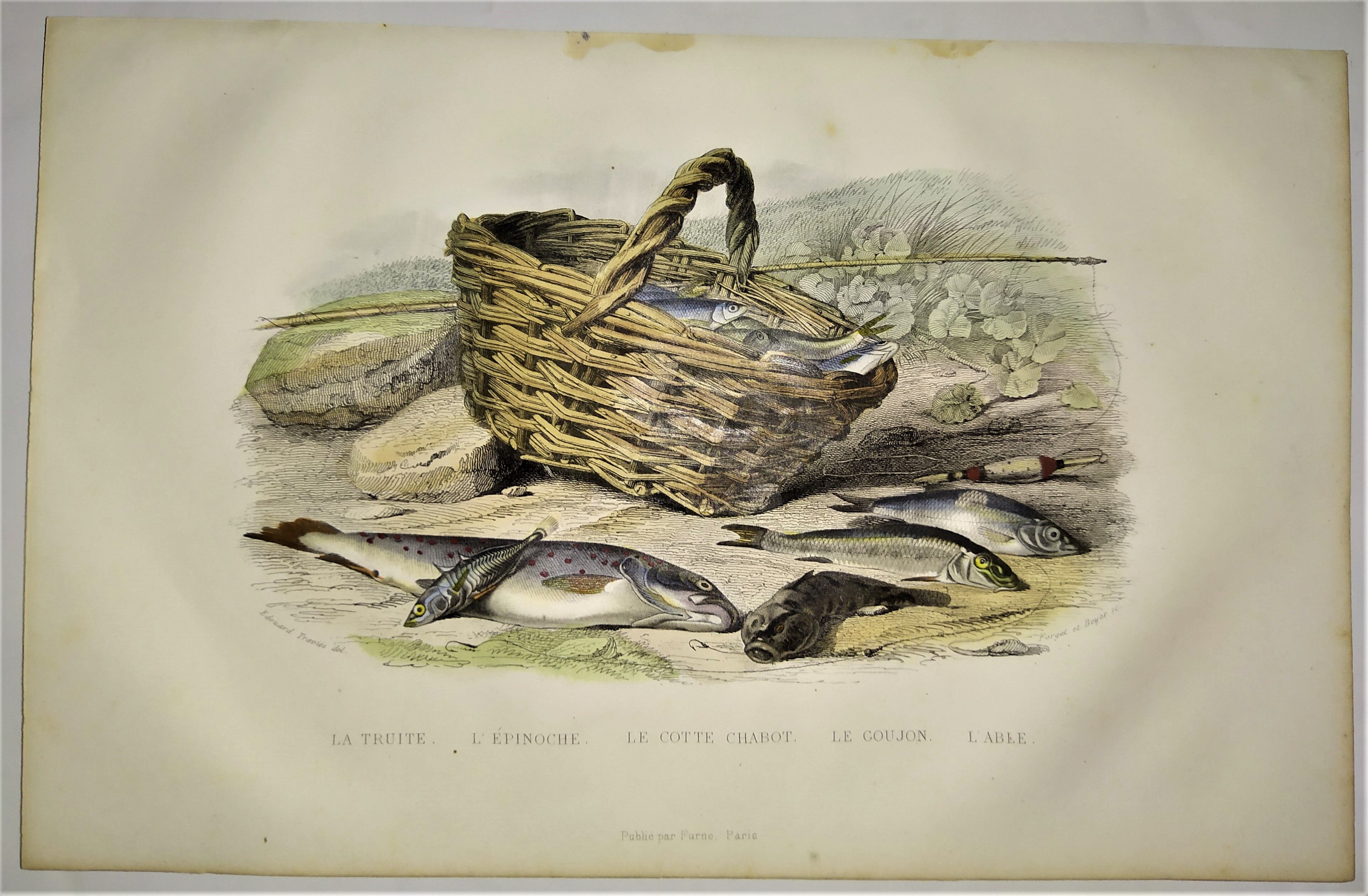 Original zoological plate of 1839 " the trout, the epinoche,....,....,....
