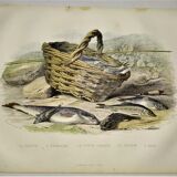 Original zoological plate of 1839 " the trout, the epinoche,....,....,....