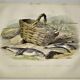 Original zoological plate of 1839 " the trout, the epinoche,....,....,....