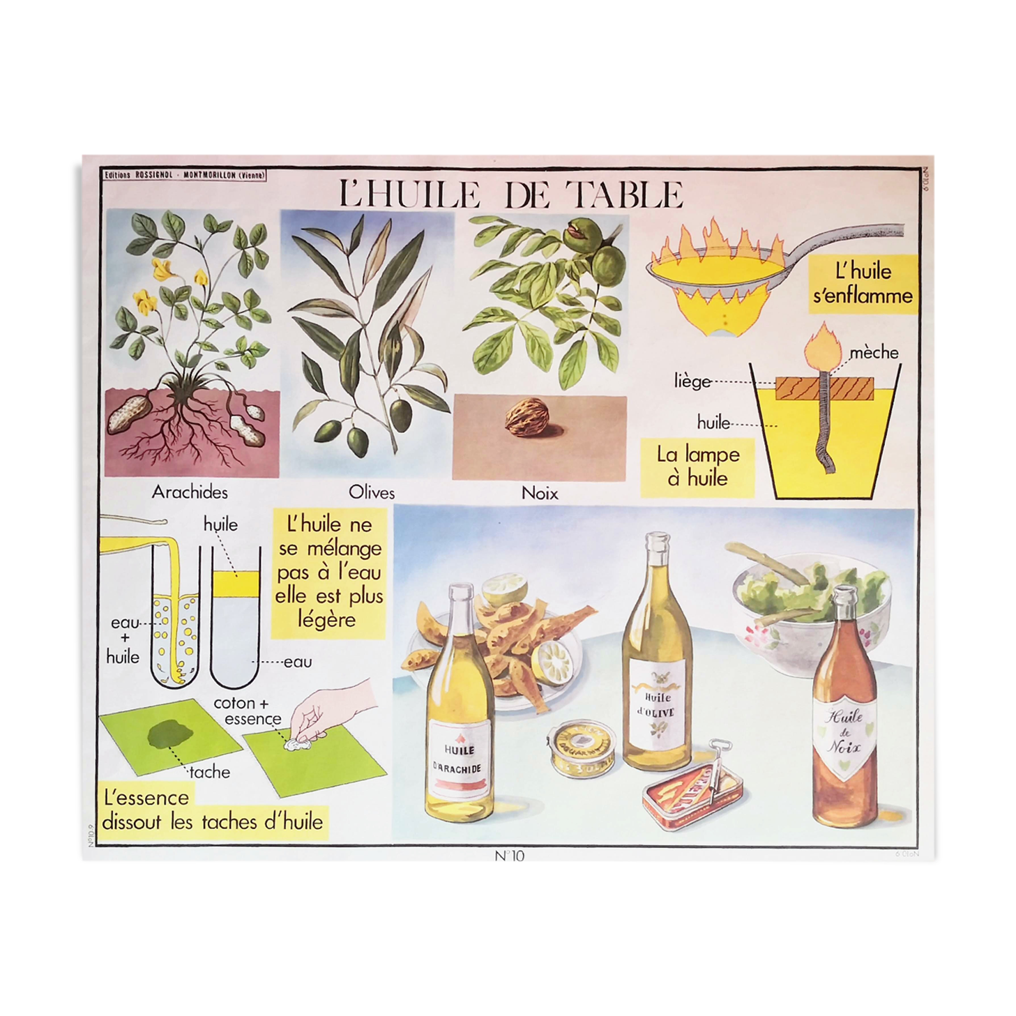 Displays educational Editions Nightingale 90 x 75