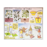 Displays educational Editions Nightingale 90 x 75