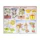 Displays educational Editions Nightingale 90 x 75
