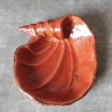 Empty pocket shell coral