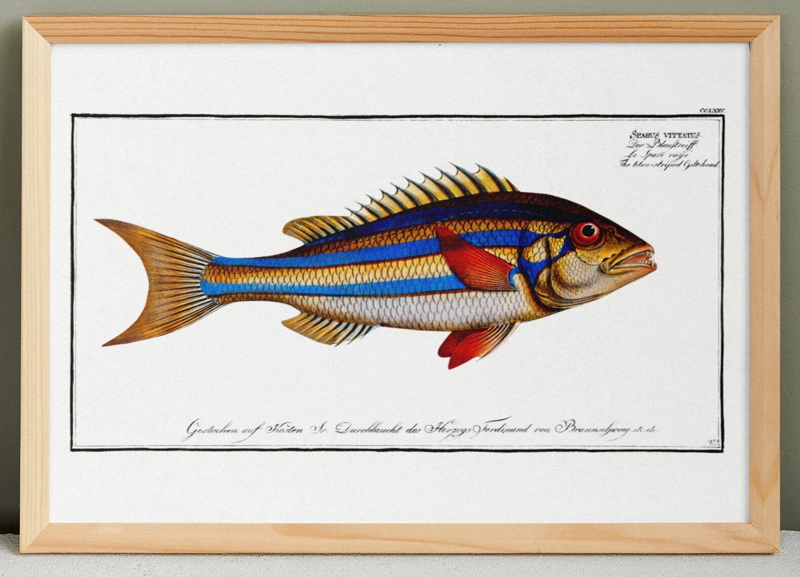 Poster of the three-banded pentapod, based on an old engraving