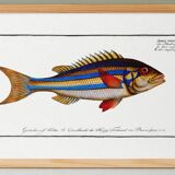 Poster of the three-banded pentapod, based on an old engraving