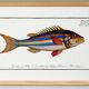 Poster of the three-banded pentapod, based on an old engraving