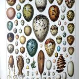 Egg board poster 40s