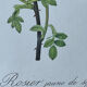 Botanical plate - Sulphur yellow rose 40.4x29.9cm