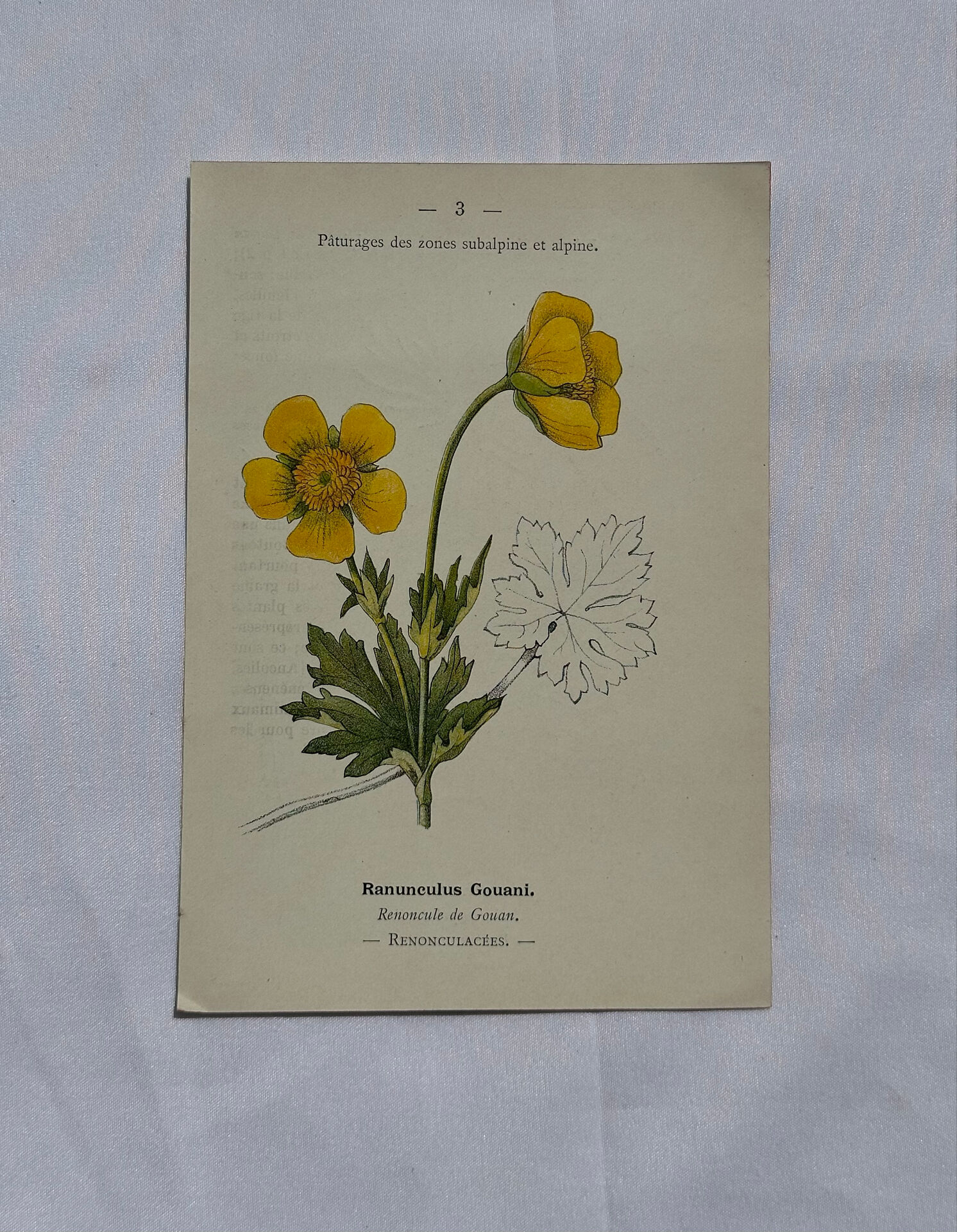 Botanical panache naturalist engraving scientific lithograph plant flower